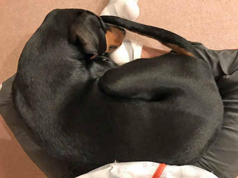 28kgになっても構わず足の上に乗ってきて寝る