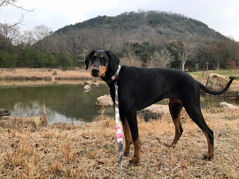 自然観察池に戻ってきた