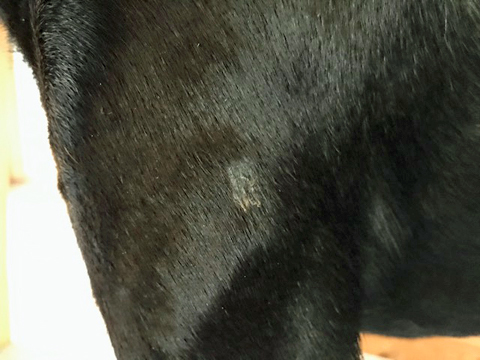 左前脚の付け根