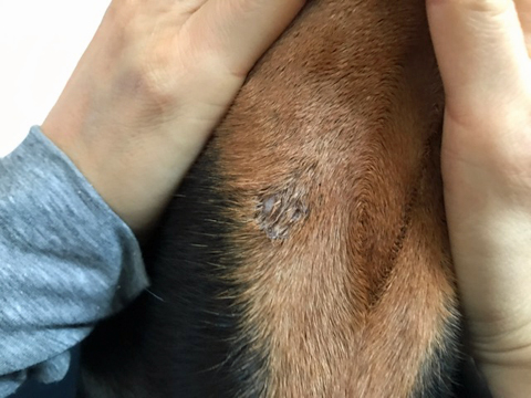 右あごの下