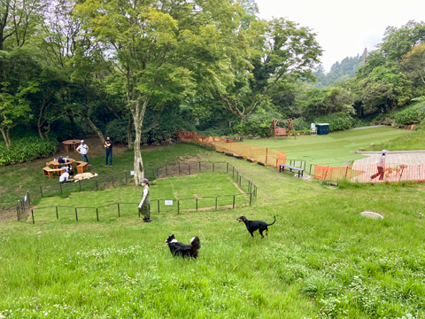 ええ感じに草むらが育っている ええ感じに草むらが育っている
