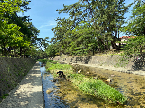 診察前に夙川で自由になるお嬢 診察前に夙川で自由になるお嬢