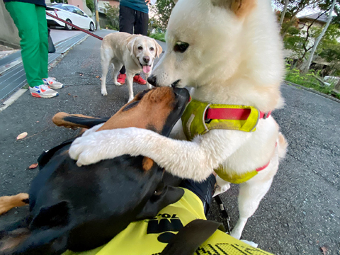 パリスの前でも無垢パンチ パリスの前でも無垢パンチ