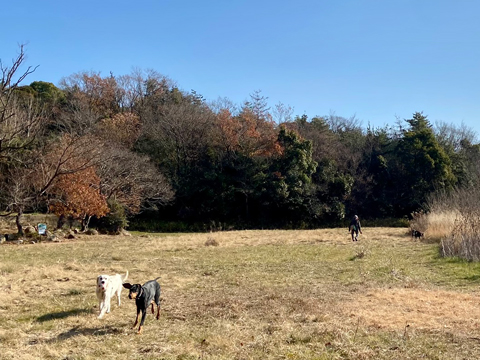 広河原で久々にコロに会った 広河原で久々にコロに会った