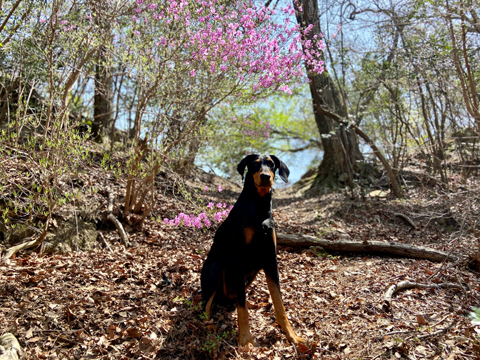 人が溢れる桜の名所を避けて近所の山へ 人が溢れる桜の名所を避けて近所の山へ