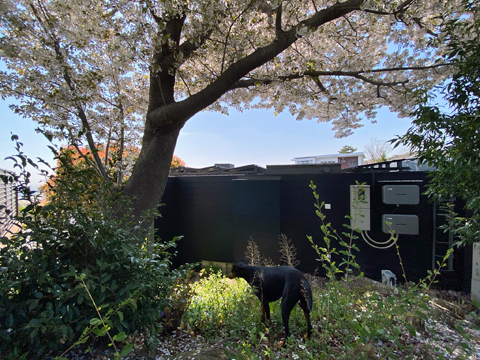 うちの山桜を裏側から鑑賞 うちの山桜を裏側から鑑賞