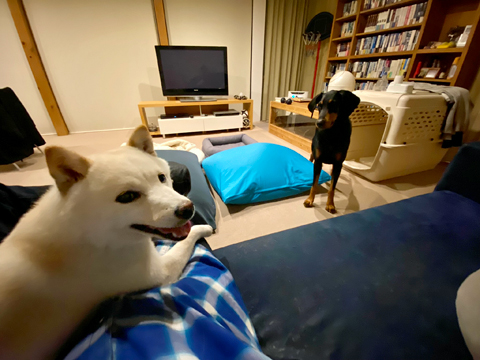 父ちゃんの上を陣取る無垢ににらみを効かせる 父ちゃんの上を陣取る無垢ににらみを効かせる