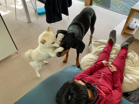 母ちゃんの横でワンプロ 母ちゃんの横でワンプロ