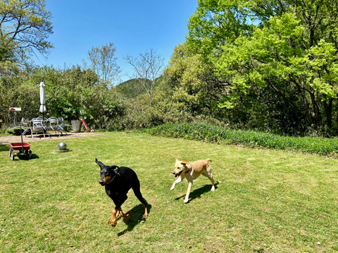 走り回る 走り回る
