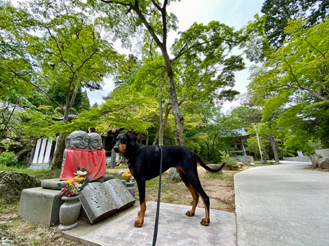 鷲林寺まで歩いた 鷲林寺まで歩いた
