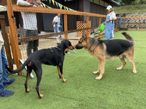 看板犬次男の三歩と対面 看板犬次男の三歩と対面