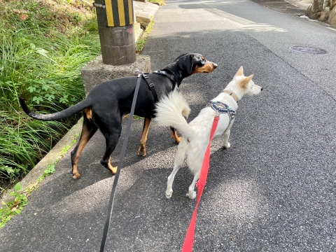 久しぶりのメリーと 久しぶりのメリーと