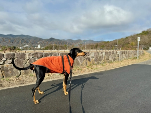 大切なお友達の服を着て元日に虹を望む 大切なお友達の服を着て元日に虹を望む