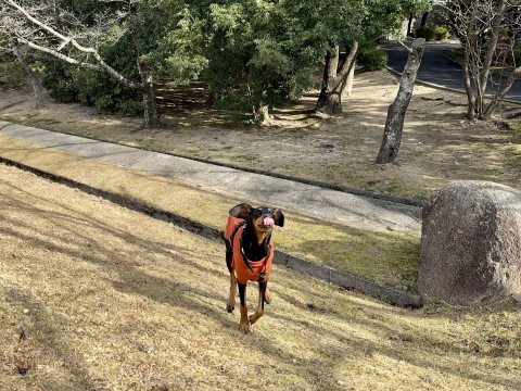 ベロが出る ベロが出る