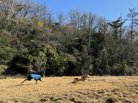楽しそうに駆け回る 楽しそうに駆け回る