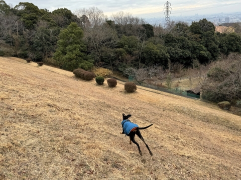 6歳になっても動きはパピーのよう 6歳になっても動きはパピーのよう