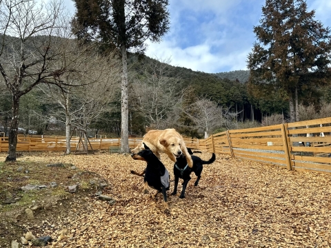 ティナの犬超えジャンプ ティナの犬超えジャンプ