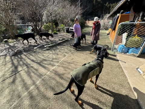 ダインベスター犬舎で尻尾のあるドーベルマンたちと戯れる ダインベスター犬舎で尻尾のあるドーベルマンたちと戯れる