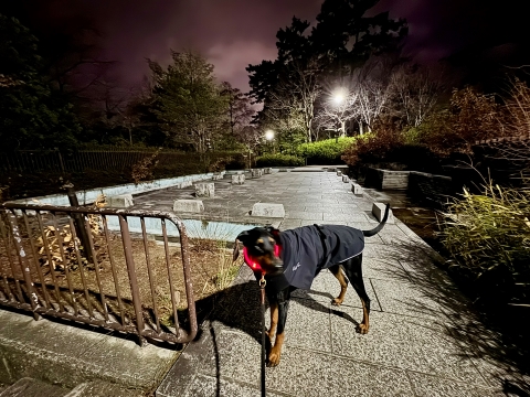 診察を待つ間に夜の西田公園へ 診察を待つ間に夜の西田公園へ
