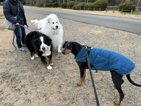 メロディ&乱丸と メロディ&乱丸と