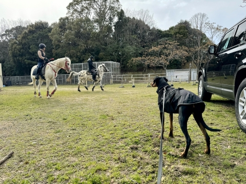 淡路島で馬に面喰らう 淡路島で馬に面喰らう