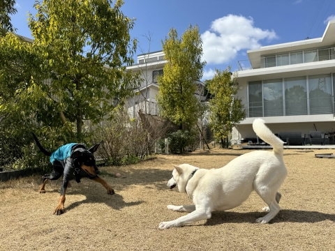 こたろうとワンプロ こたろうとワンプロ