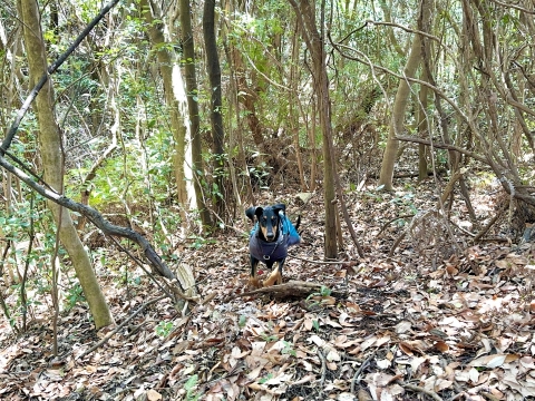 山を走る 山を走る