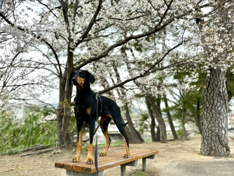 一足早く満開になっていた夙川沿いの桜の木 一足早く満開になっていた夙川沿いの桜の木