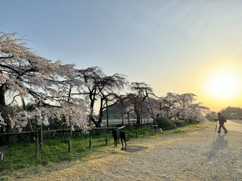北山ダムの枝垂桜は満開 北山ダムの枝垂桜は満開