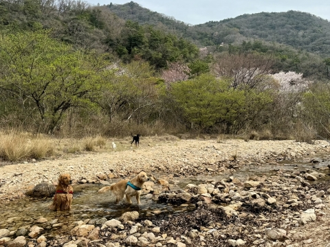 水泳部と陸上部 水泳部と陸上部