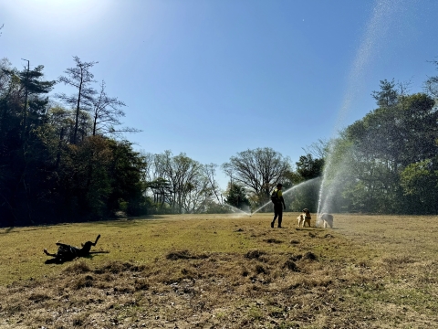 スプリンクラー噴出の下、ごろすり スプリンクラー噴出の下、ごろすり