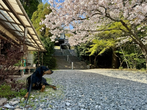 桜茶屋前のソメイヨシノはまだ見頃 桜茶屋前のソメイヨシノはまだ見頃
