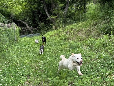 えーちゃんはしゃぐ えーちゃんはしゃぐ