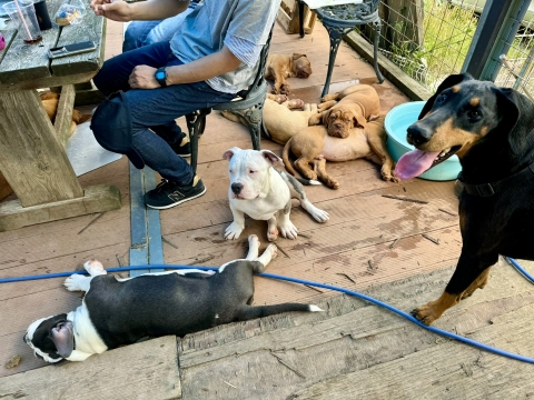 子犬たちが寝る楽園の図 子犬たちが寝る楽園の図