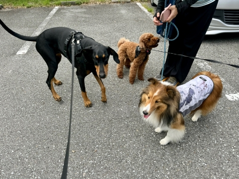 ローリー、リオンと ローリー、リオンと