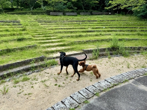 ローリーと森林公園で遊ぶ ローリーと森林公園で遊ぶ