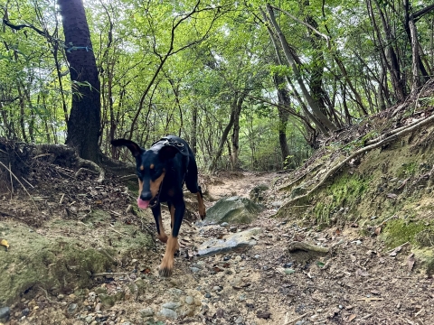 甲山裏のトレイルを疾走 甲山裏のトレイルを疾走