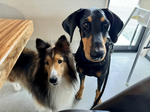 NIWの看板犬・ブエナと NIWの看板犬・ブエナと