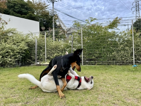 こたろうと魂のワンプロ こたろうと魂のワンプロ