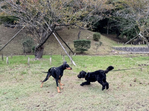 ルパンがいた ルパンがいた