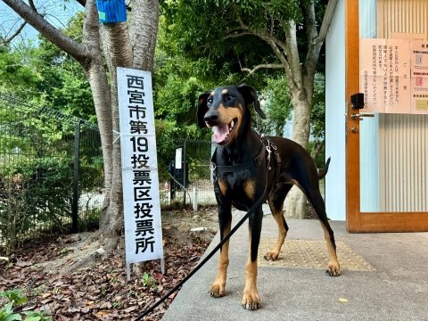 投票に付き合わされた 投票に付き合わされた