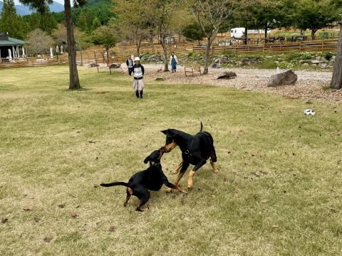 わさびとワンプロ わさびとワンプロ