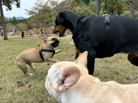 フレブルズとワンプロ フレブルズとワンプロ