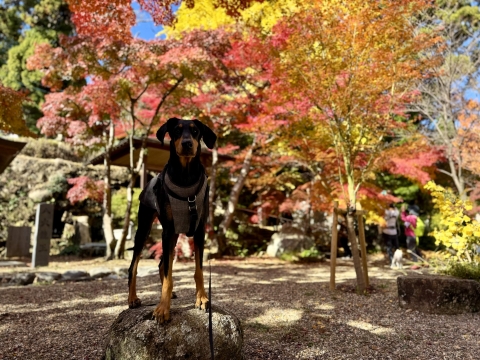 鷲林寺も見頃 鷲林寺も見頃