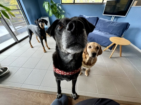 ピノワリスの看板犬たちと ピノワリスの看板犬たちと