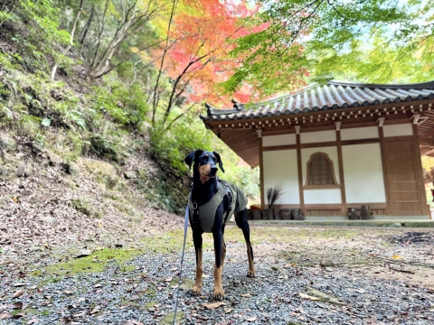 石龕寺で紅葉見物 石龕寺で紅葉見物