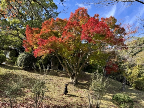 北山ダムの紅葉もきれい 北山ダムの紅葉もきれい
