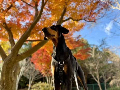 やまびこ公園にて やまびこ公園にて