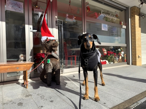 クリスマスムードのセレンディピティ前で仏頂面 クリスマスムードのセレンディピティ前で仏頂面
