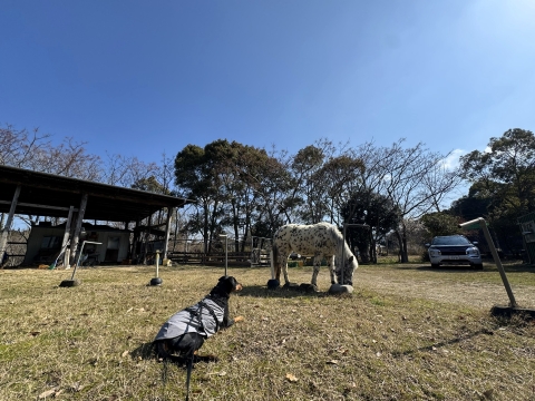 馬にも慣れてきたかな 馬にも慣れてきたかな